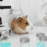 האם ניתן להצדיק ניסויים בחיות מחמד כל מה שחשוב לדעת