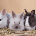 כל המידע על כמה עולה ארנב ממולא חיות מחמד