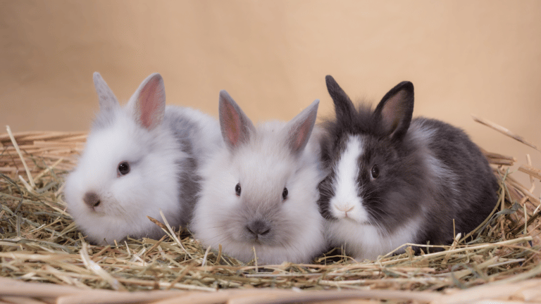 כל המידע על כמה עולה ארנב ממולא חיות מחמד